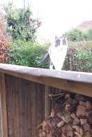 Grey and white cat walking up roof of an outdoor log store