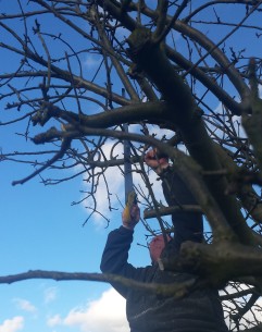 Man sawing branches off a tree in winter