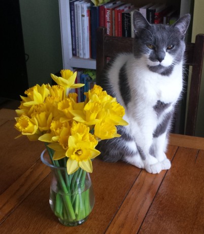 Grey and white cat sitting on a wooden table next to a glass vase of daffodils