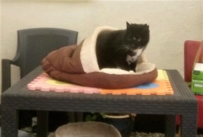 Black cat with white bib in a cat bed on a garden table 