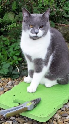 Grey and white cat and a pair of secateurs sitting on a green garden kneeler