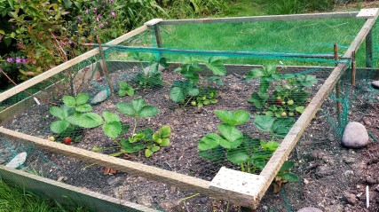 Fruit cage covering strawberry plants in a small raised bed