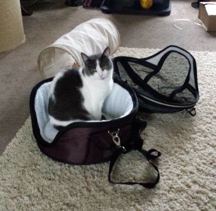 Grey and white cat in a round fabric cat carrier