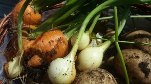 Carrots, small onions and potatoes in close up, all covered in dirt, newly harvested