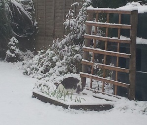 Grey and white cat in a snowy garden