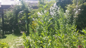Tall cottage garden plants with arbour and gate in background