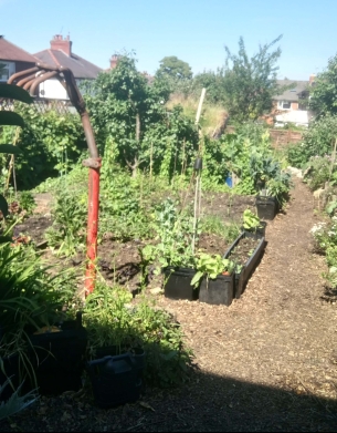 Allotment-style garden with paths and separate beds