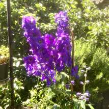 Tall purple flowers surrounded by foliage in the sunshine