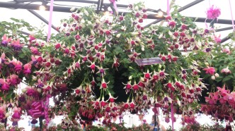 Close up of pink and white trailing fuchsias