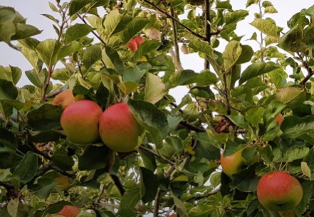 Red and green apples in a tree
