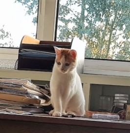 White and ginger kitten sitting on a desk and looking full of mischief
