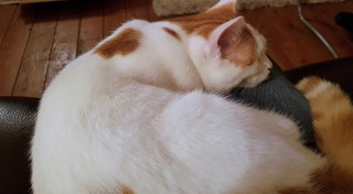 White and ginger tabby cat asleep on someone's knee