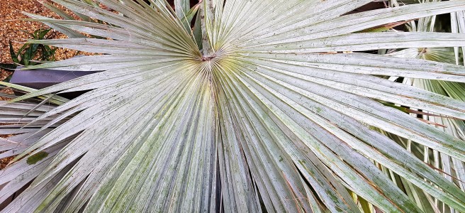 Large circular succulent leaf made up of grass-like sharp lengths