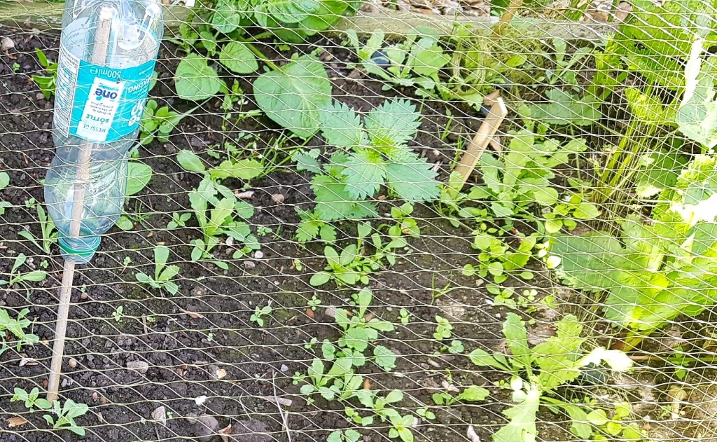 Netted patch of soil containing lots of weeds
