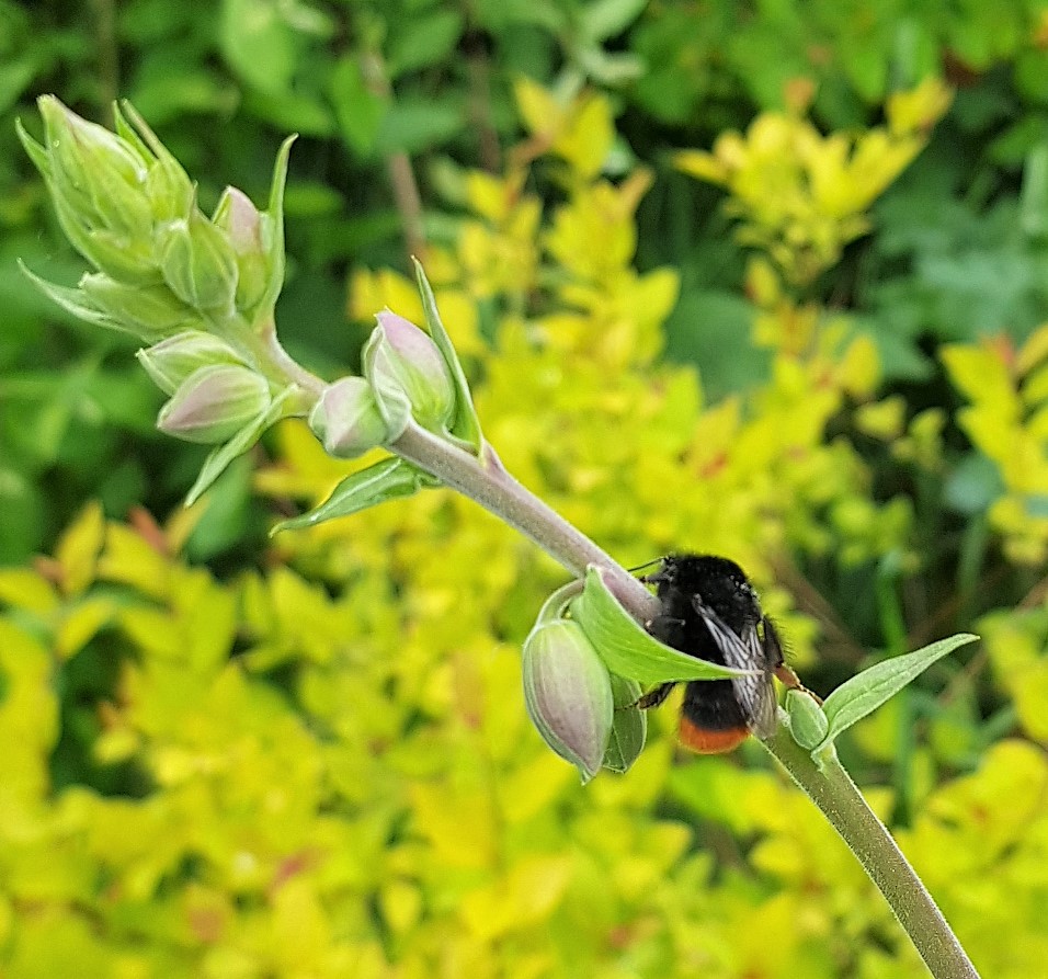 Bumblebee hanging of a foxglove stem