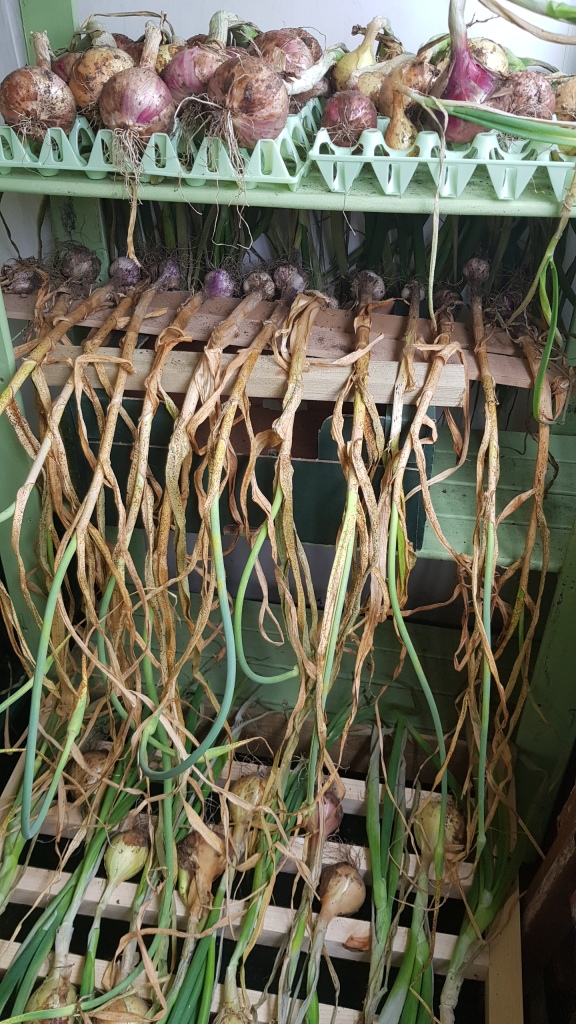 Onions and garlic drying in rows